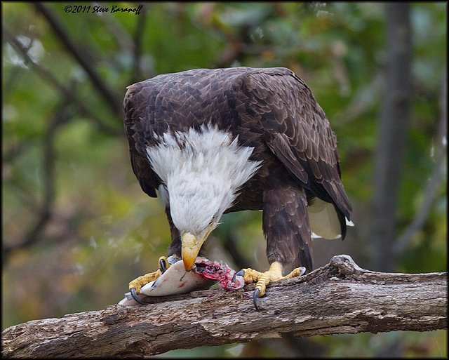 _1SB7888 bald eagle eating fish.jpg